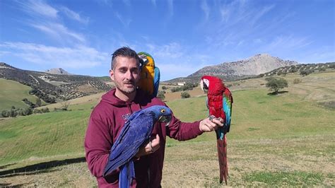 Qué hacer si ya No Puedes Tener a Tu Loro